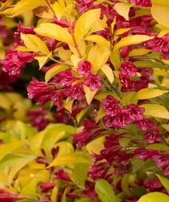 Fast Growing Trees Golden Jackpot® Weigela Shrub
