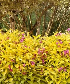 Fast Growing Trees Golden Jackpot® Weigela Shrub