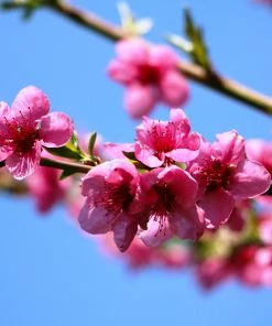 Fast Growing Trees Goldmine Nectarine Tree See All Fruit Trees