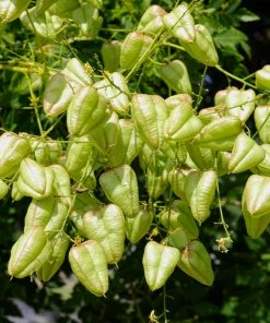 Fast Growing Trees Golden Raintree Yellow Flowers