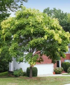 Fast Growing Trees Golden Raintree Yellow Flowers