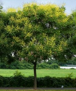 Fast Growing Trees Golden Raintree Yellow Flowers
