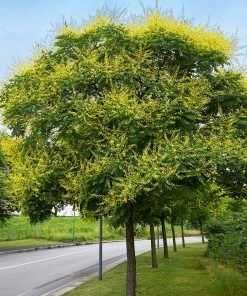 Fast Growing Trees Golden Raintree Yellow Flowers