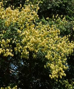 Fast Growing Trees Golden Raintree Yellow Flowers