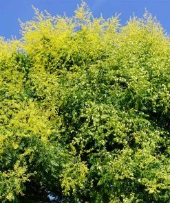 Fast Growing Trees Golden Raintree Yellow Flowers