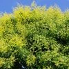 Fast Growing Trees Golden Raintree Yellow Flowers