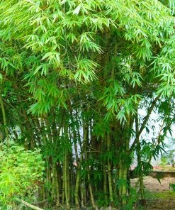 Fast Growing Trees Graceful Bamboo