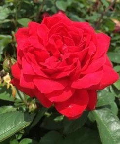 Fast Growing Trees Grand Champion™ Rose Roses