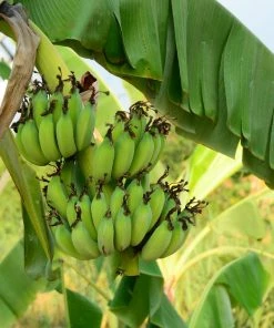 Fast Growing Trees Grand Nain 'Naine' Banana Tree Banana Trees