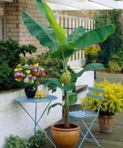 Fast Growing Trees Grand Nain 'Naine' Banana Tree Banana Trees
