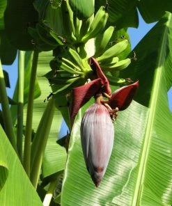 Fast Growing Trees Grand Nain 'Naine' Banana Tree Banana Trees