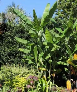Fast Growing Trees Grand Nain 'Naine' Banana Tree Banana Trees