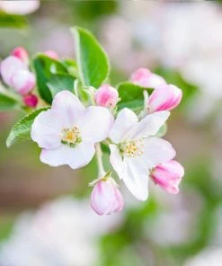 Fast Growing Trees Granny Smith Apple Tree