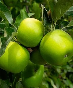 Fast Growing Trees Granny Smith Apple Tree