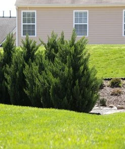 Fast Growing Trees Green Rocket Leyland Cypress