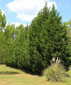 Fast Growing Trees Green Rocket Leyland Cypress