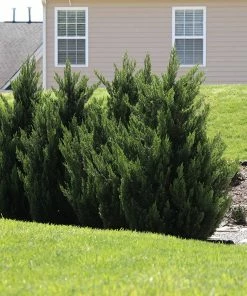 Fast Growing Trees Green Rocket Leyland Cypress