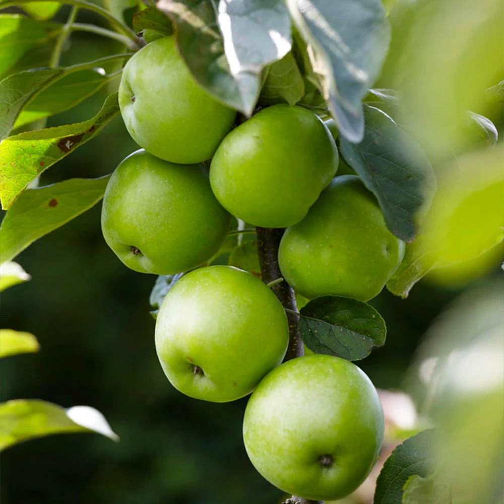 Fast Growing Trees Apple Trees Tangy Green Columnar Apple Tree 7 Fast Growing Trees Apple Trees Tangy Green Columnar Apple Tree
