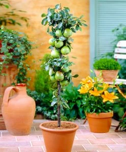 Fast Growing Trees Tangy Green Columnar Apple Tree