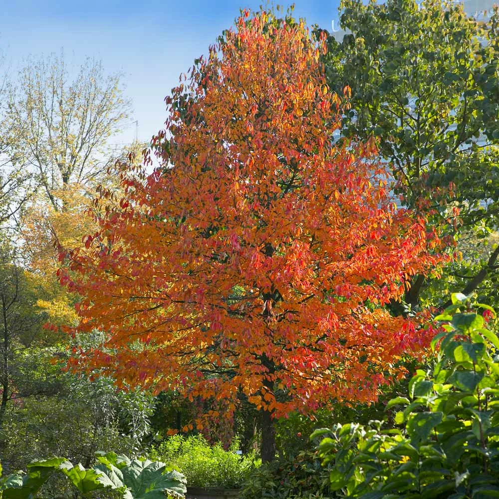 Fast Growing Trees Green Gable™ Tupelo (Black Gum Tree) 4 Fast Growing Trees Green Gable™ Tupelo (Black Gum Tree)