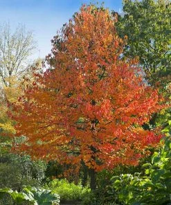 Fast Growing Trees Green Gable⢠Tupelo (Black Gum Tree)