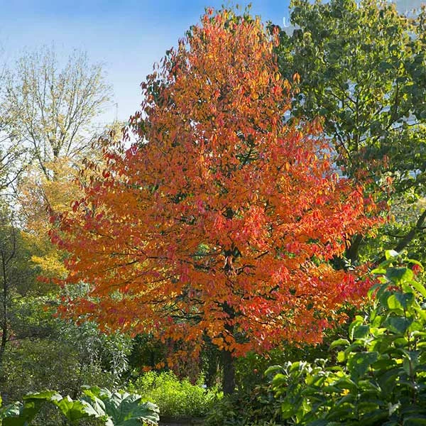 Fast Growing Trees Green Gable™ Tupelo (Black Gum Tree) 3 Fast Growing Trees Green Gable™ Tupelo (Black Gum Tree)