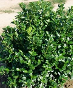 Fast Growing Trees Laurel Shrubs Green Goblet Cherry Laurel