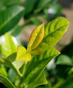 Fast Growing Trees Laurel Shrubs Green Goblet Cherry Laurel