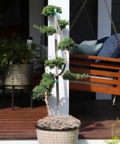 Fast Growing Trees Green Mound Juniper Topiary Juniper Trees