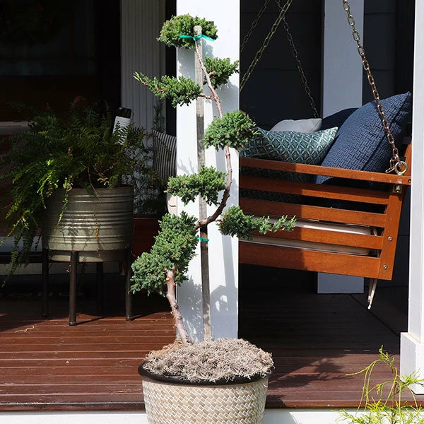 Fast Growing Trees Green Mound Juniper Topiary Juniper Trees 3 Fast Growing Trees Green Mound Juniper Topiary Juniper Trees