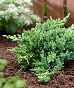 Fast Growing Trees Juniper Trees Green Mound Juniper 8 Fast Growing Trees Juniper Trees Green Mound Juniper