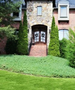 Fast Growing Trees Juniper Trees Green Mound Juniper 9 Fast Growing Trees Juniper Trees Green Mound Juniper