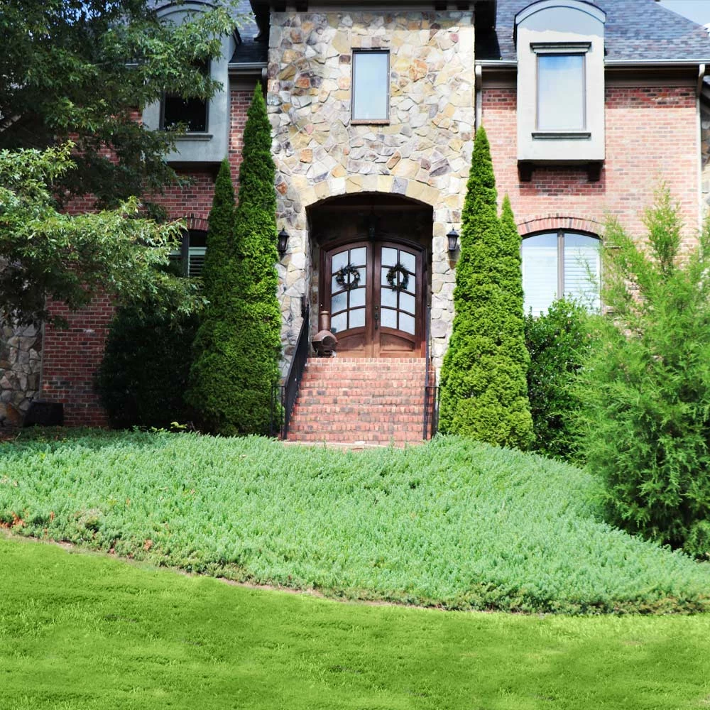 Fast Growing Trees Juniper Trees Green Mound Juniper 6 Fast Growing Trees Juniper Trees Green Mound Juniper