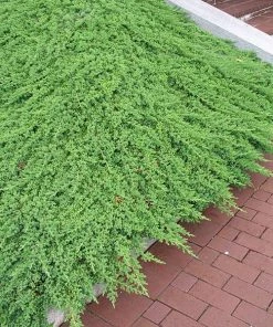 Fast Growing Trees Juniper Trees Green Mound Juniper