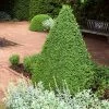 Fast Growing Trees Boxwood Shrubs Green Mountain Boxwood Shrub