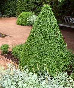 Fast Growing Trees Boxwood Shrubs Green Mountain Boxwood Shrub