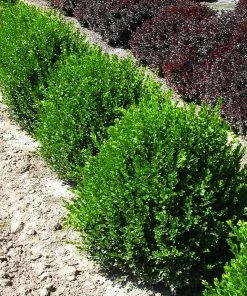 Fast Growing Trees Green Velvet Boxwood Shrub
