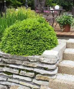 Fast Growing Trees Green Velvet Boxwood Shrub