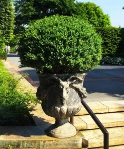 Fast Growing Trees Green Velvet Boxwood Shrub
