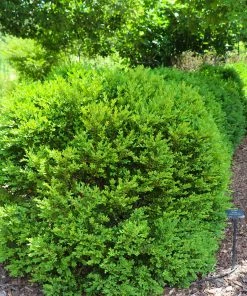 Fast Growing Trees Green Velvet Boxwood Shrub