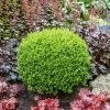 Fast Growing Trees Green Velvet Boxwood Shrub