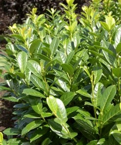 Fast Growing Trees Greenfinity Cherry Laurel Laurel Shrubs