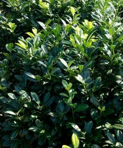 Fast Growing Trees Greenfinity Cherry Laurel Laurel Shrubs