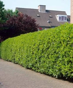 Fast Growing Trees Greenfinity Cherry Laurel Laurel Shrubs
