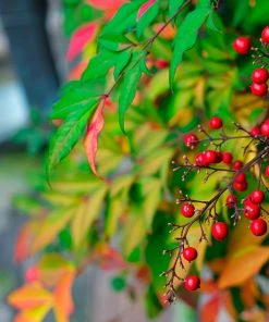 Fast Growing Trees Gulf Stream Heavenly Bamboo Nandina