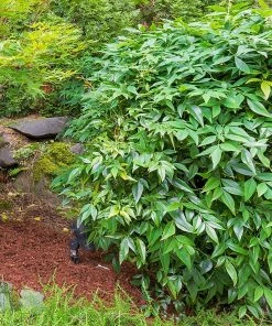Fast Growing Trees Gulf Stream Heavenly Bamboo Nandina