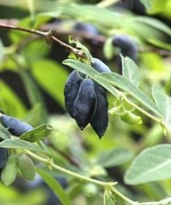 Fast Growing Trees See All Fruit Trees Honeyberry - Blue Moon™