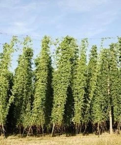 Fast Growing Trees See All Shrubs & Hedges Centennial Hops Plant
