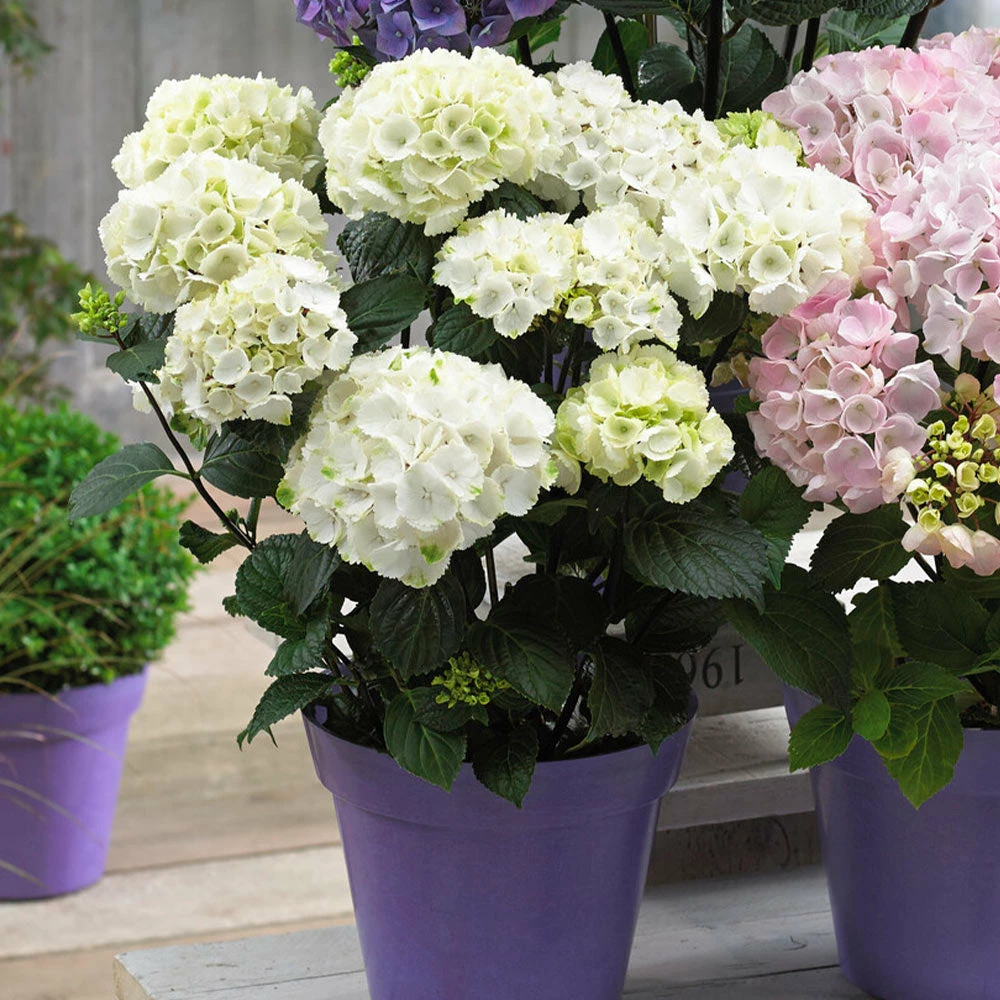 Fast Growing Trees Onyx™ Zebra Hydrangea Hydrangea Shrubs 6 Fast Growing Trees Onyx™ Zebra Hydrangea Hydrangea Shrubs