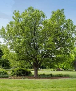 Fast Growing Trees Hackberry Tree